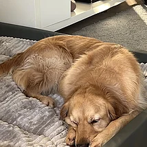 Teddy